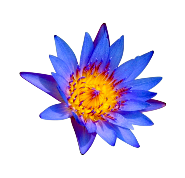 Blauer Lotus Blaue Lotusblume Nymphaea Caerulea Blütenpulver getrocknet 25g