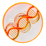 Zell-Regeneration & NAD+